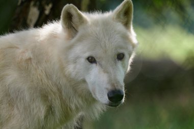 Beyaz kurtlar, bir grup beyaz kurt Almanya 'da bir doğa koruma alanında filme alındı.