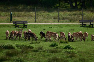 Genç kırmızı benekli bir geyik, Almanya 'da bir doğa koruma alanında bir ormanın yakınındaki bir açıklıkta otluyor.