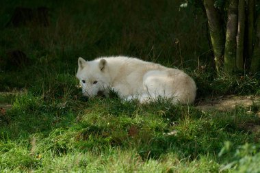 Beyaz kurtlar, bir grup beyaz kurt Almanya 'da bir doğa koruma alanında filme alındı.