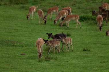 Genç kırmızı benekli bir geyik, Almanya 'da bir doğa koruma alanında bir ormanın yakınındaki bir açıklıkta otluyor.