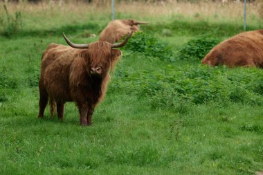 İlkbaharda yamaçta duran ineği kapat..