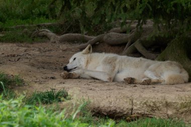 Beyaz kurtlar, bir grup beyaz kurt Almanya 'da bir doğa koruma alanında filme alındı.
