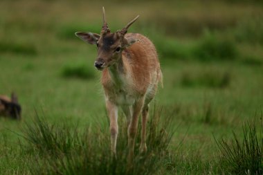 Genç kırmızı benekli bir geyik, Almanya 'da bir doğa koruma alanında bir ormanın yakınındaki bir açıklıkta otluyor.