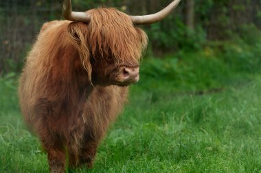 İlkbaharda yamaçta duran ineği kapat..