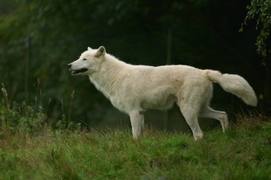 Beyaz kurtlar, bir grup beyaz kurt Almanya 'da bir doğa koruma alanında filme alındı.