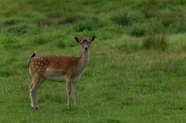 Genç kırmızı benekli bir geyik, Almanya 'da bir doğa koruma alanında bir ormanın yakınındaki bir açıklıkta otluyor.