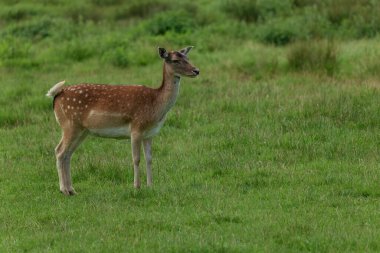 Genç kırmızı benekli bir geyik, Almanya 'da bir doğa koruma alanında bir ormanın yakınındaki bir açıklıkta otluyor.