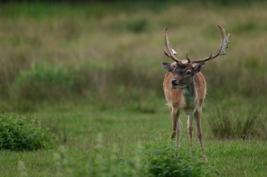 Genç kırmızı benekli bir geyik, Almanya 'da bir doğa koruma alanında bir ormanın yakınındaki bir açıklıkta otluyor.