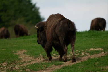 Avrupa 'da nesli tükenmekte olan bizon nüfusu Almanya' da bir doğa koruma alanında filme alındı.