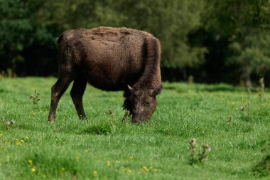 Avrupa 'da nesli tükenmekte olan bizon nüfusu Almanya' da bir doğa koruma alanında filme alındı.