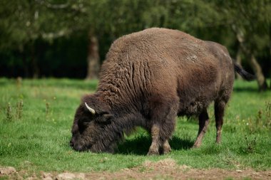 Avrupa 'da nesli tükenmekte olan bizon nüfusu Almanya' da bir doğa koruma alanında filme alındı.