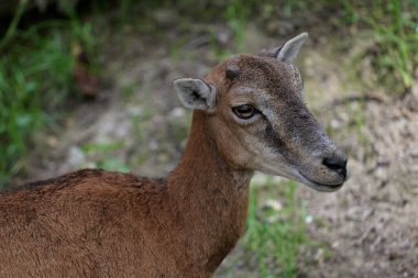 Koyun. Genç bir dağ koçu ve koyun bir ormanın yakınındaki bir açıklıkta otluyor, Almanya 'da bir doğa koruma alanında fotoğraf çekiliyor. Koca Boynuzlu Koyun