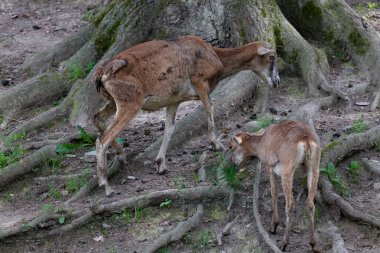 Koyun. Genç bir dağ koçu ve koyun bir ormanın yakınındaki bir açıklıkta otluyor, Almanya 'da bir doğa koruma alanında fotoğraf çekiliyor. Koca Boynuzlu Koyun