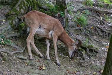Koyun. Genç bir dağ koçu ve koyun bir ormanın yakınındaki bir açıklıkta otluyor, Almanya 'da bir doğa koruma alanında fotoğraf çekiliyor. Koca Boynuzlu Koyun