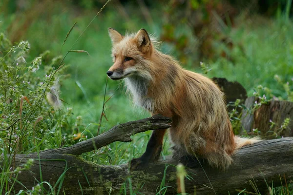 Róka Vörös Róka Egy Rönkön Erdőben Prédára Várva Vadászva Természetvédelmi — Stock Fotó