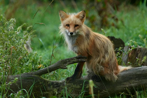 Raposa Raposa Vermelha Sentada Num Tronco Floresta Espera Presas Caçando — Fotografia de Stock