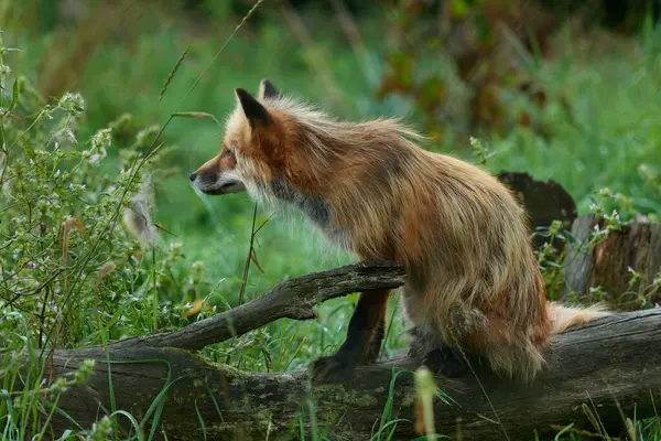 Αλεπού Κόκκινη Αλεπού Κάθεται Ένα Κούτσουρο Στο Δάσος Περιμένοντας Για — Φωτογραφία Αρχείου