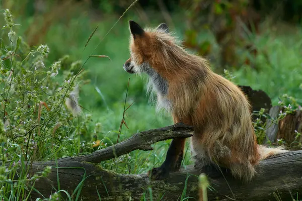 Αλεπού Κόκκινη Αλεπού Κάθεται Ένα Κούτσουρο Στο Δάσος Περιμένοντας Για — Φωτογραφία Αρχείου