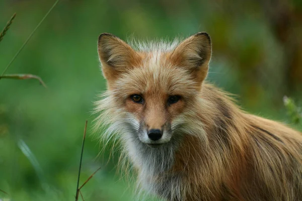 Fox Red Fox Sitting Log Forest Waiting Prey Hunting Photo — Stock Photo, Image