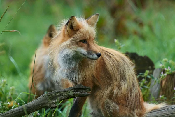 Liška Červená Liška Sedící Kládě Lese Čekající Kořist Lovící Fotografie — Stock fotografie