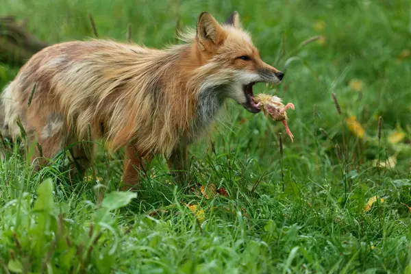 红狐狸坐在森林的原木上等着捕食 照片摄于德国的一个自然保护区 — 图库照片