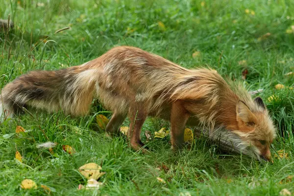 Fuchs Rotfuchs Der Auf Einem Baumstamm Wald Sitzt Und Auf — Stockfoto