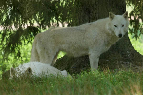 Lobos Blancos Una Manada Lobos Blancos Filmada Una Reserva Natural —  Fotos de Stock