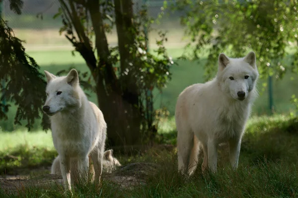 Белые Волки Стая Белых Волков Снятая Заповеднике Германии — стоковое фото