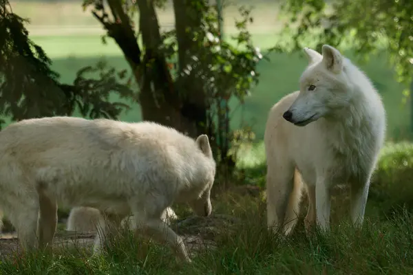 Loups Blancs Une Meute Loups Blancs Filmés Dans Une Réserve — Photo