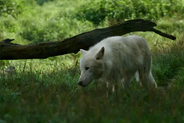 Білі Вовки Пачка Білих Вовків Знята Заповіднику Німеччині — стокове фото