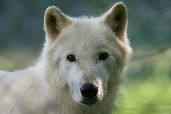 Loups Blancs Une Meute Loups Blancs Filmés Dans Une Réserve — Photo