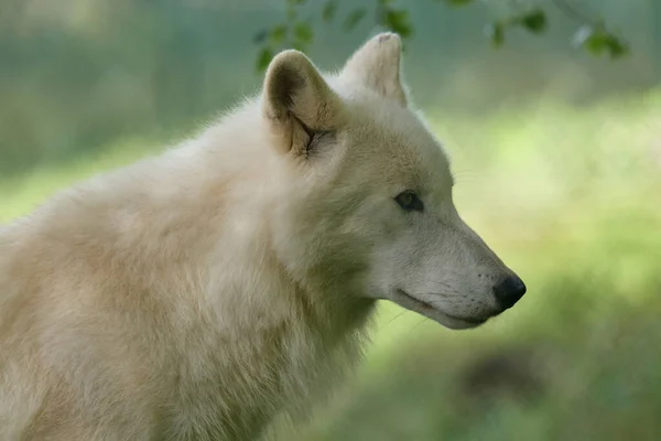 Weiße Wölfe Ein Rudel Weißer Wölfe Gefilmt Einem Naturschutzgebiet Deutschland — Stockfoto
