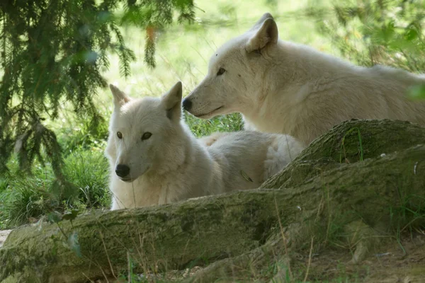 Białe Wilki Wataha Białych Wilków Sfilmowana Rezerwacie Przyrody Niemczech — Zdjęcie stockowe