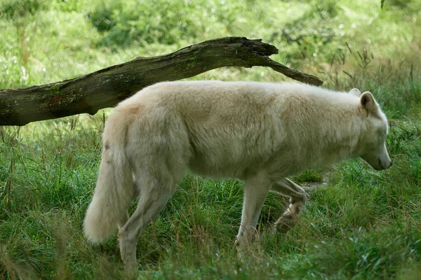 ホワイトオオカミ ドイツの自然保護区で撮影された白オオカミ — ストック写真