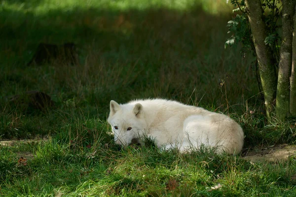 Белые Волки Стая Белых Волков Снятая Заповеднике Германии — стоковое фото