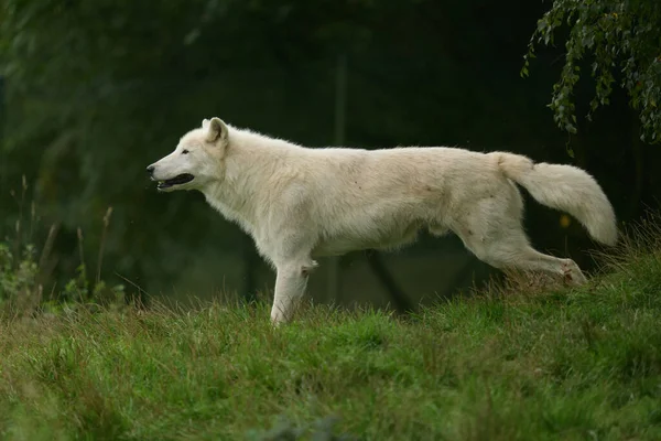 Witte Wolven Een Roedel Witte Wolven Gefilmd Een Natuurreservaat Duitsland — Stockfoto