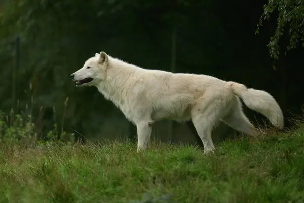 White wolves, A pack of white wolves filmed in a nature reserve in Germany