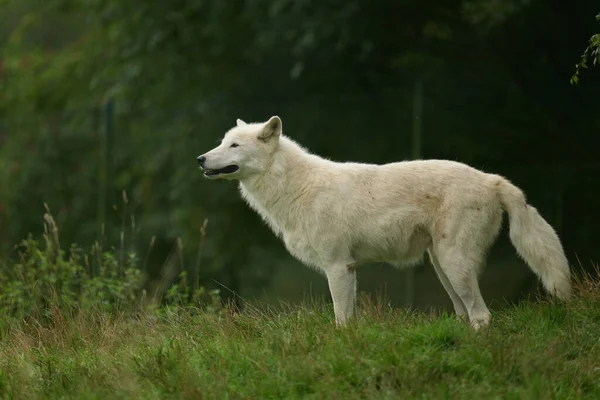 Λευκοί Λύκοι Μια Αγέλη Λευκών Λύκων Γυρίστηκε Ένα Φυσικό Καταφύγιο — Φωτογραφία Αρχείου