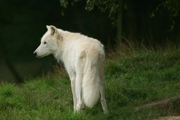 Λευκοί Λύκοι Μια Αγέλη Λευκών Λύκων Γυρίστηκε Ένα Φυσικό Καταφύγιο — Φωτογραφία Αρχείου