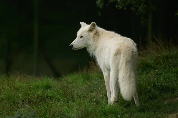 Weiße Wölfe Ein Rudel Weißer Wölfe Gefilmt Einem Naturschutzgebiet Deutschland — Stockfoto