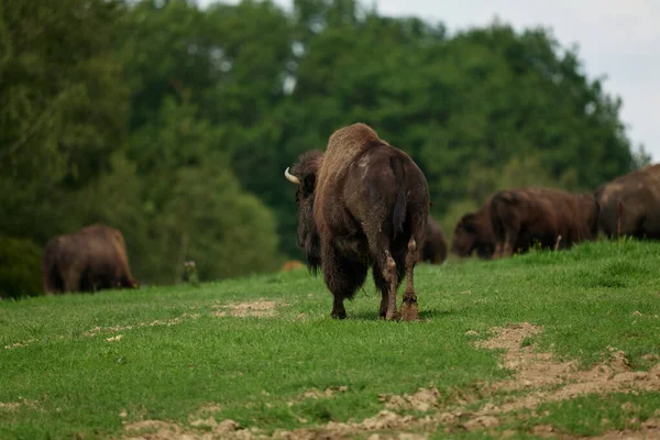 Avrupa 'da nesli tükenmekte olan bizon nüfusu Almanya' da bir doğa koruma alanında filme alındı.