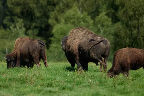 Population Bisons Danger Europe Filmée Dans Une Réserve Naturelle Allemagne — Photo