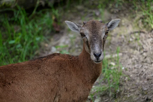 Koyun Genç Bir Dağ Koçu Koyun Bir Ormanın Yakınındaki Bir — Stok fotoğraf