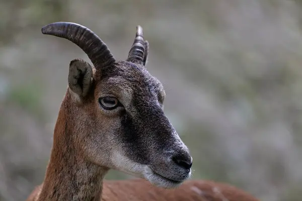 Schafe Ein Junger Bergwidder Und Schafe Grasen Auf Einer Lichtung — Stockfoto