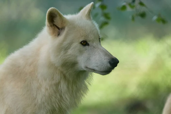 在德国一个自然保护区拍摄的一群白狼 免版税图库图片