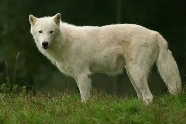White Wolves Pack White Wolves Filmed Nature Reserve Germany Royalty Free Stock Photos