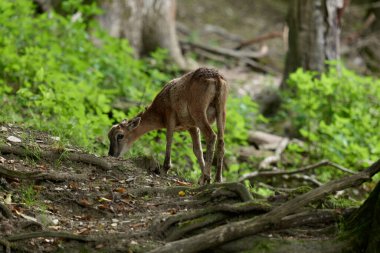 Koyun. Genç bir dağ koçu ve koyun bir ormanın yakınındaki bir açıklıkta otluyor, Almanya 'da bir doğa koruma alanında fotoğraf çekiliyor. Koca Boynuzlu Koyun