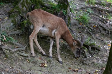 Koyun. Genç bir dağ koçu ve koyun bir ormanın yakınındaki bir açıklıkta otluyor, Almanya 'da bir doğa koruma alanında fotoğraf çekiliyor. Koca Boynuzlu Koyun
