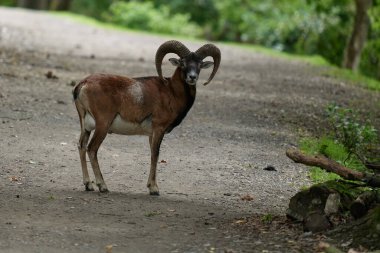 Koyun. Genç bir dağ koçu ve koyun bir ormanın yakınındaki bir açıklıkta otluyor, Almanya 'da bir doğa koruma alanında fotoğraf çekiliyor. Koca Boynuzlu Koyun