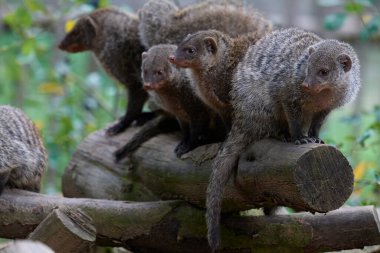 Suricate (veya Meercat) bir kayanın üzerinde, Quiver ağacının tepesinde gevşiyor